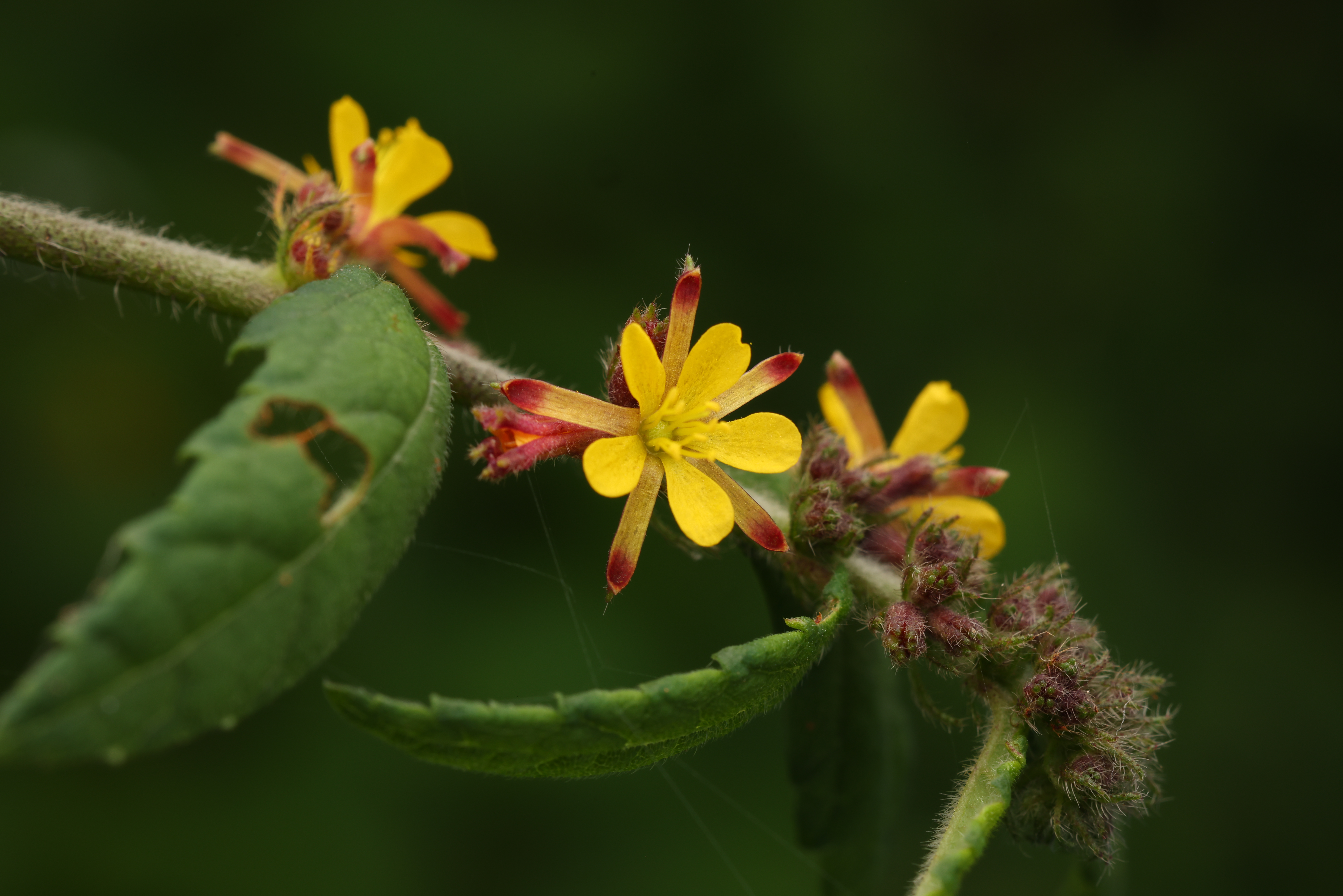 刺蒴麻 Triumfetta rhomboidea