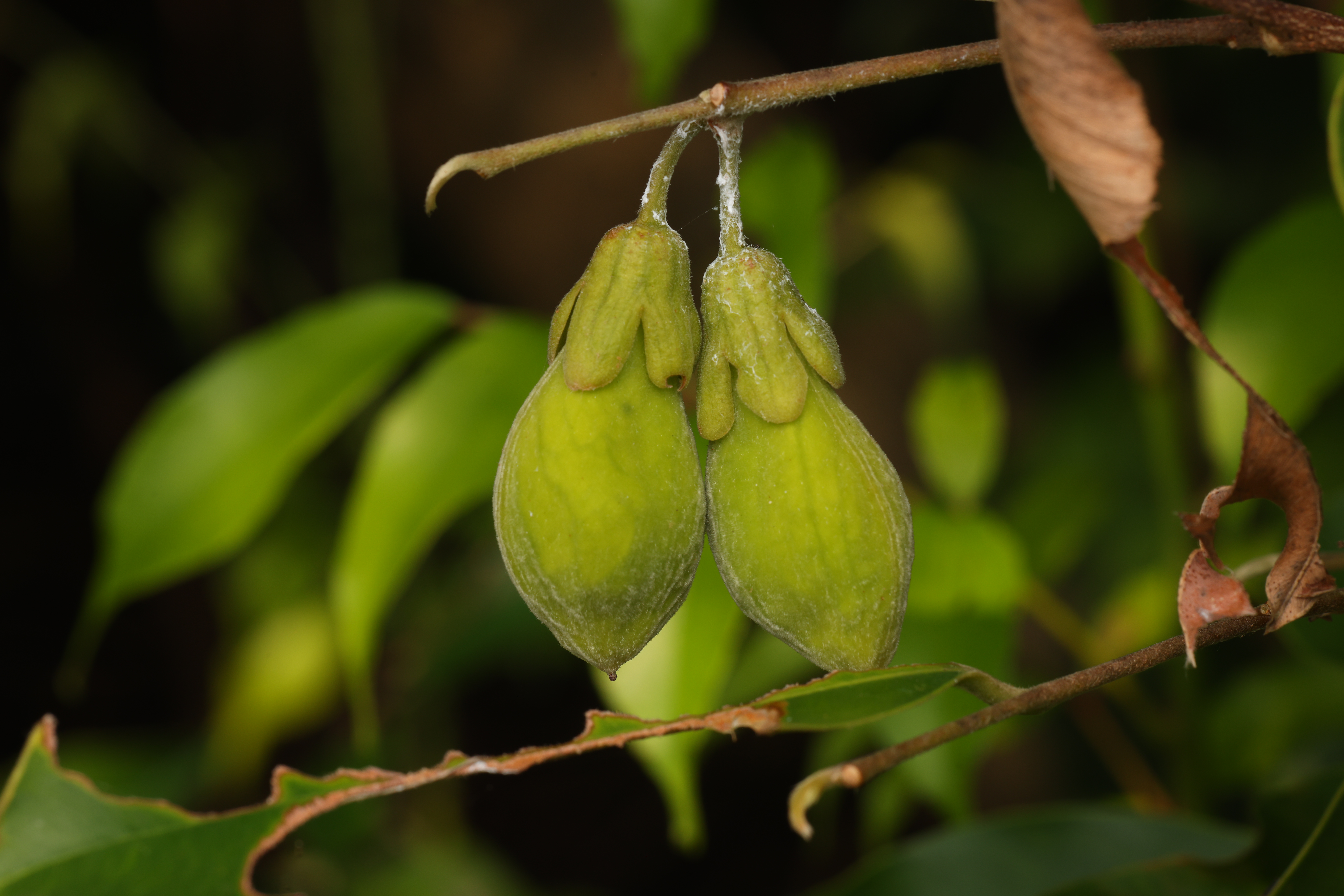 土沉香 Aquilaria sinensis