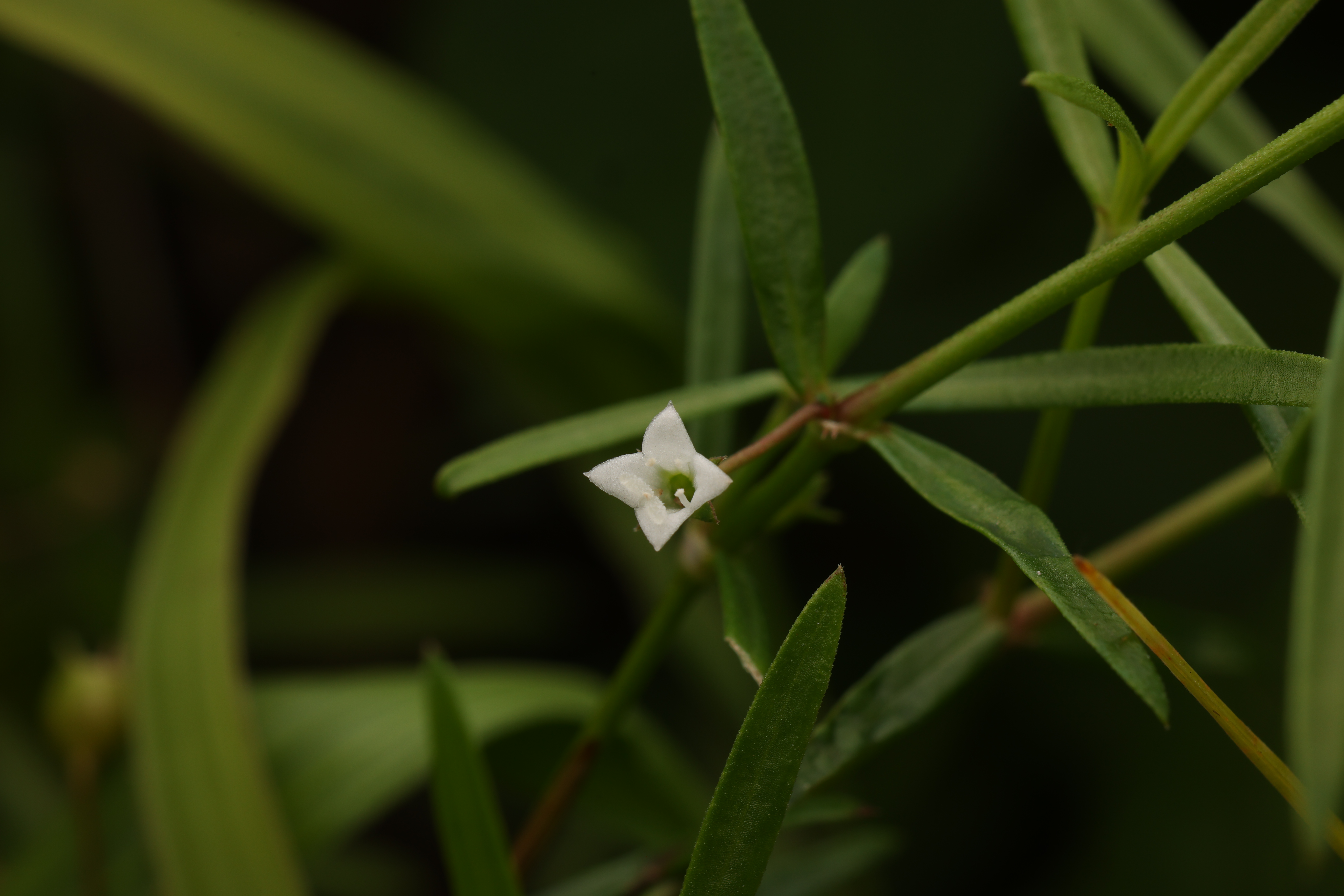 白花蛇舌草 Hedyotis diffusa