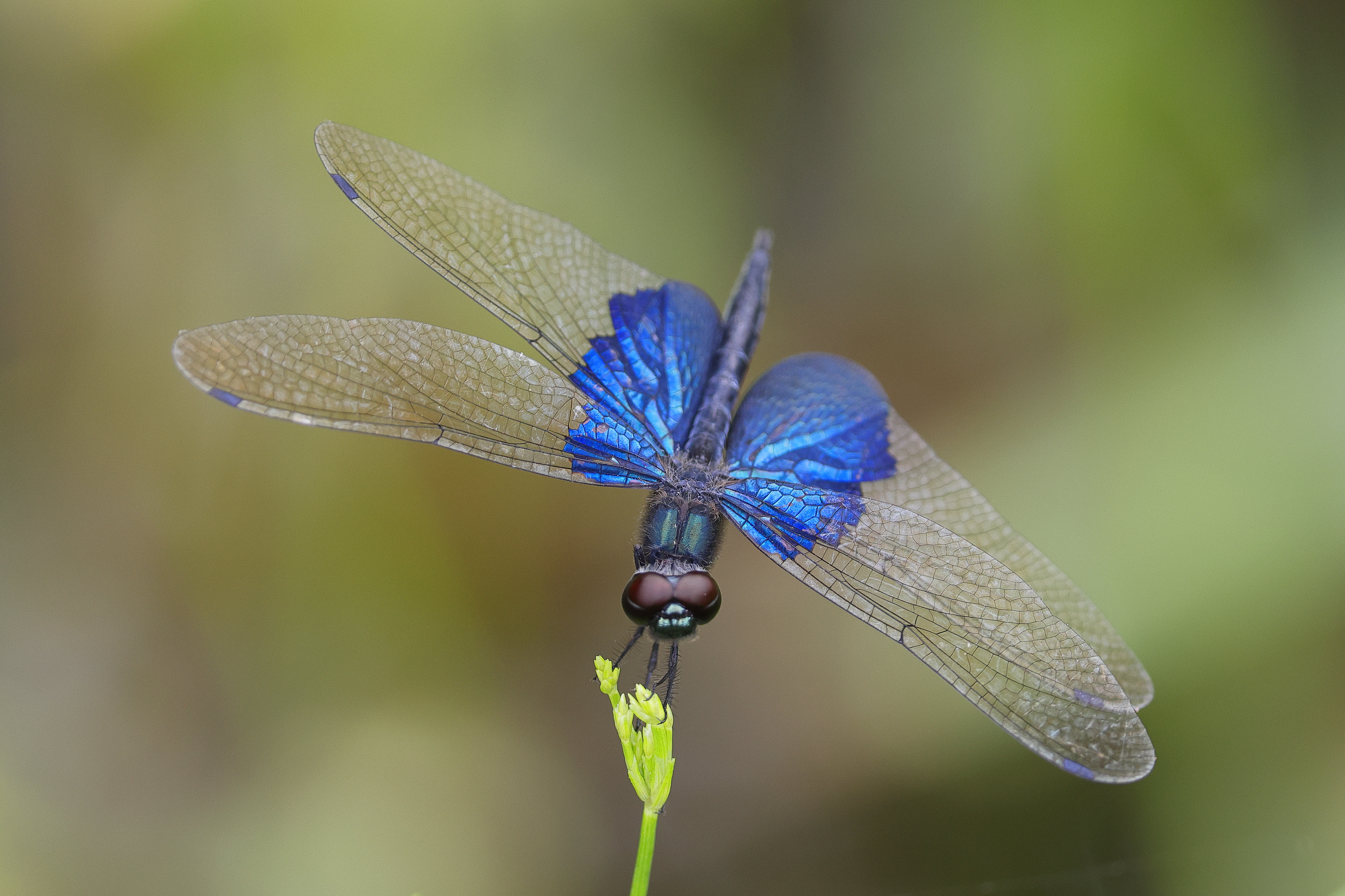 IMG 1483 三角麗翅蜻 Rhyothemis triangularis
