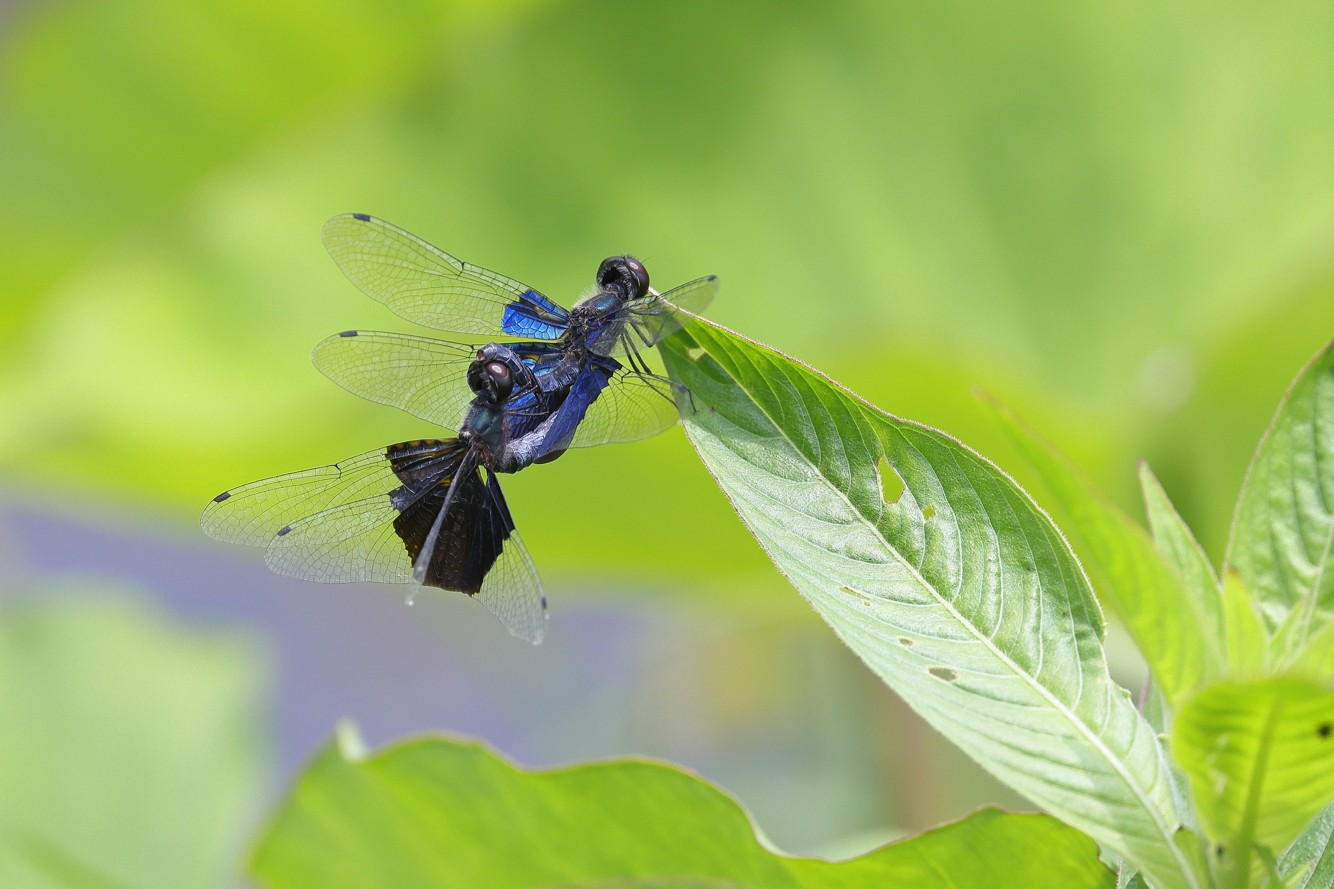 IMG 1571 三角麗翅蜻 Rhyothemis triangularis