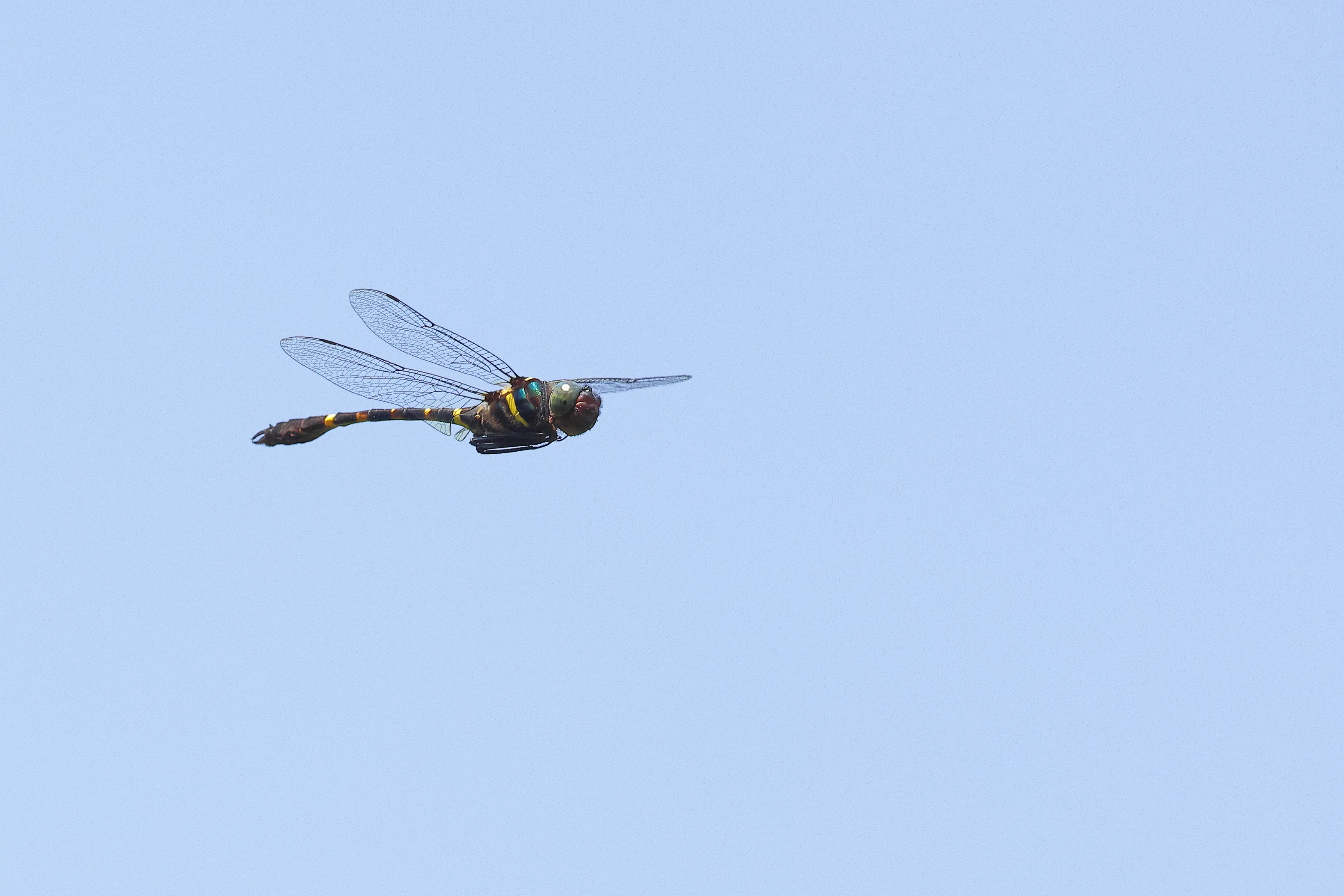 IMG 1653 褐藍大偽蜻 Macromia cupricincta