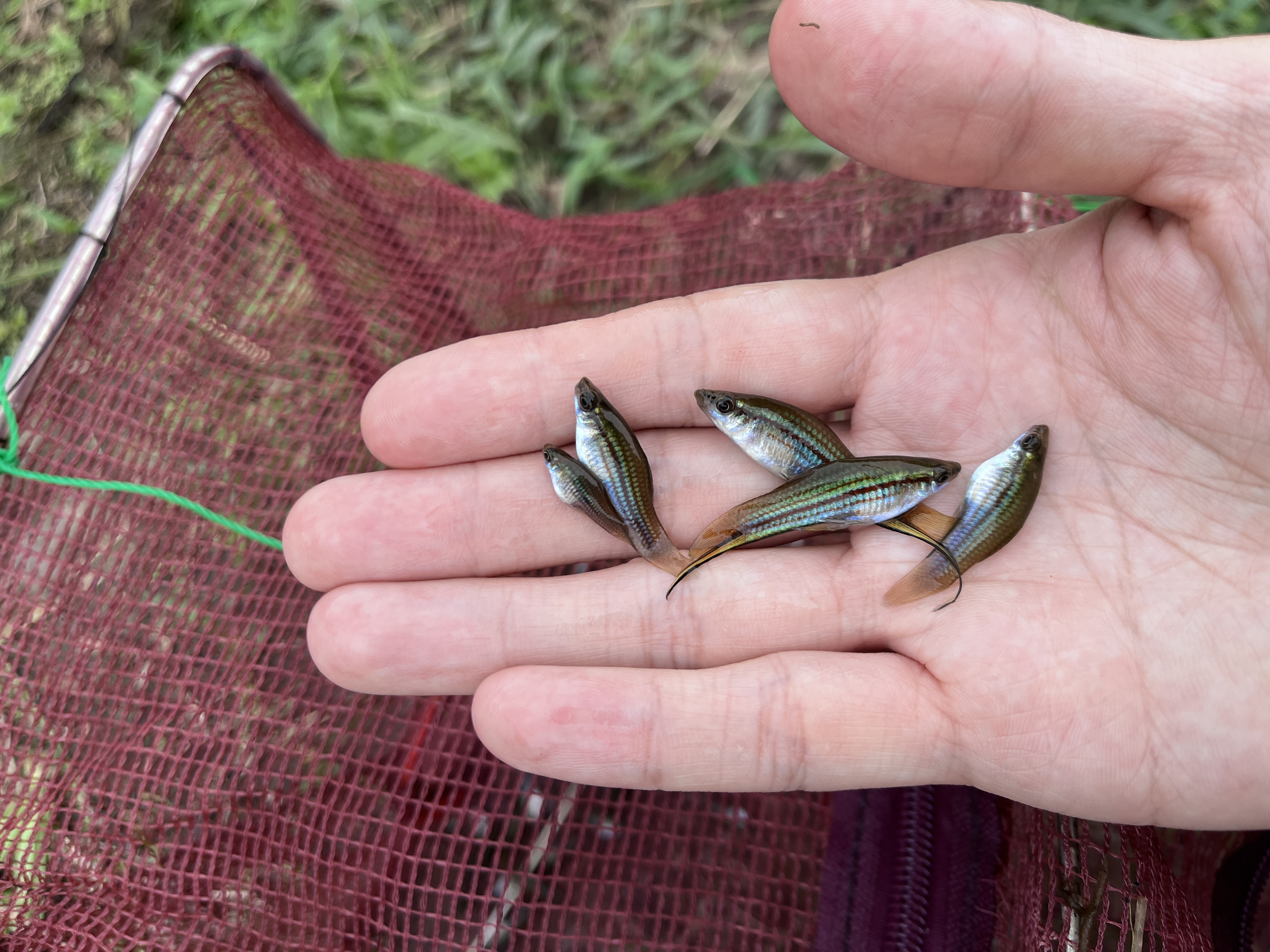 捕獲的外來魚類